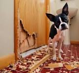 Consejos para dueños de perros